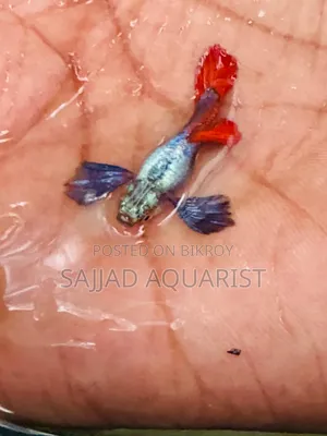 Fancy Guppy