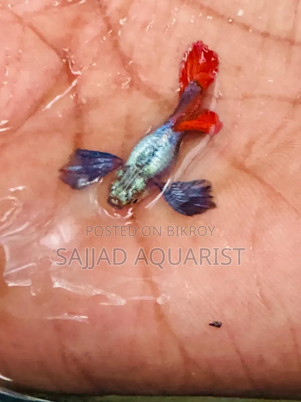 Fancy Guppy