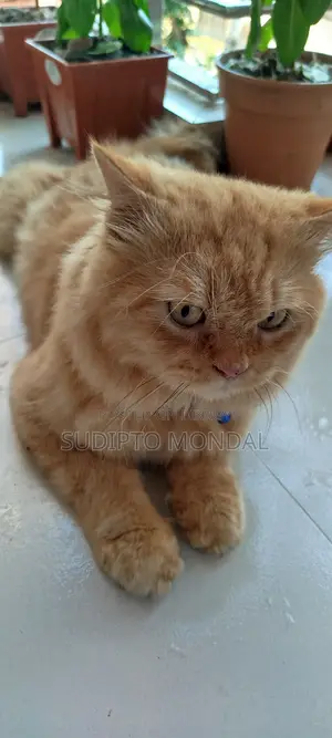 6-12 months Male Purebred Persian