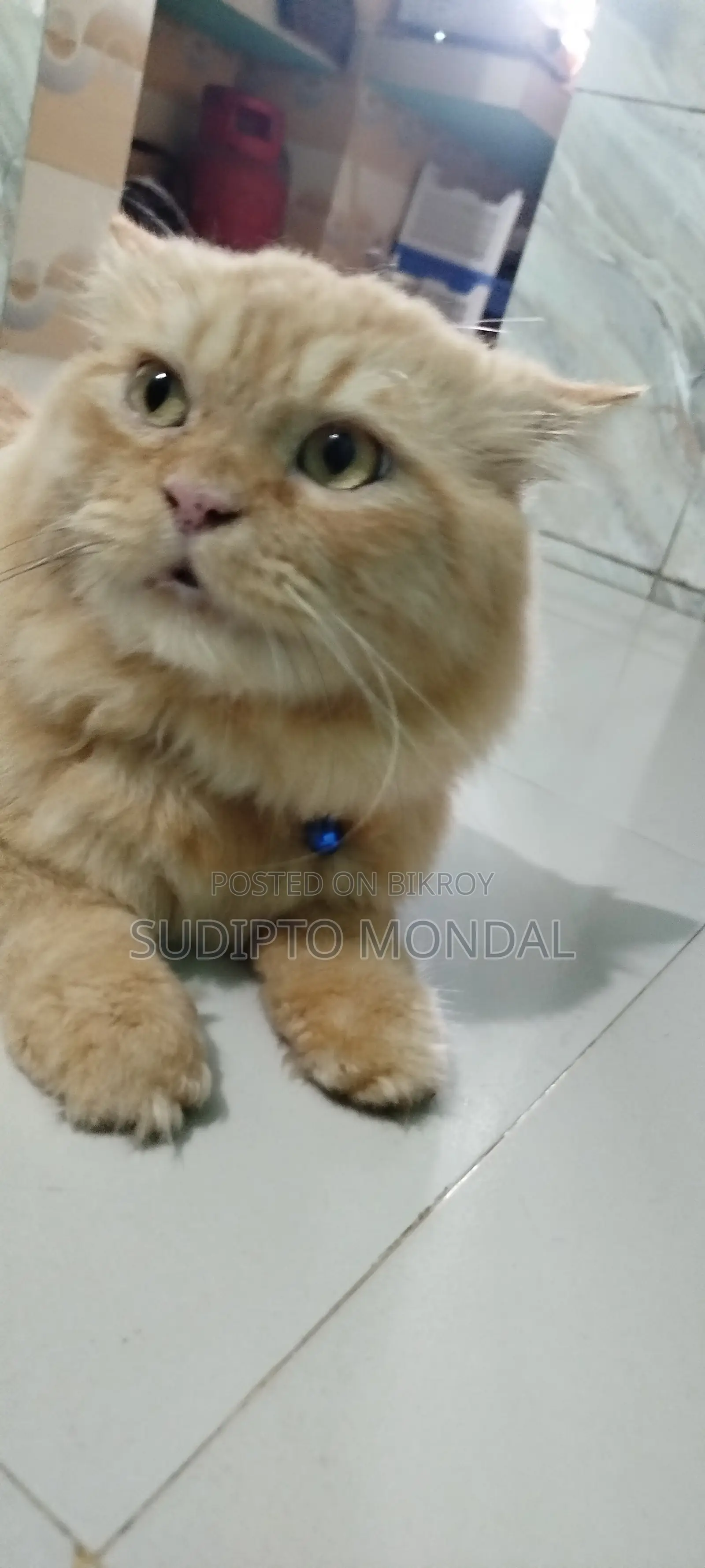 6-12 months Male Purebred Persian