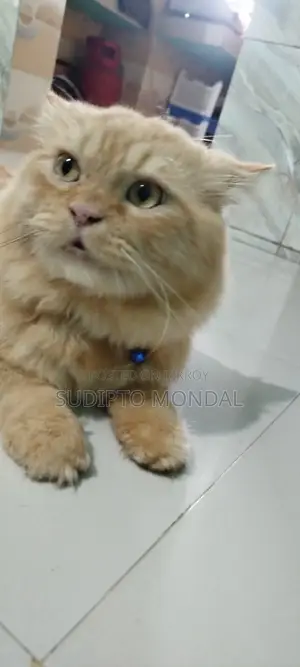 6-12 months Male Purebred Persian