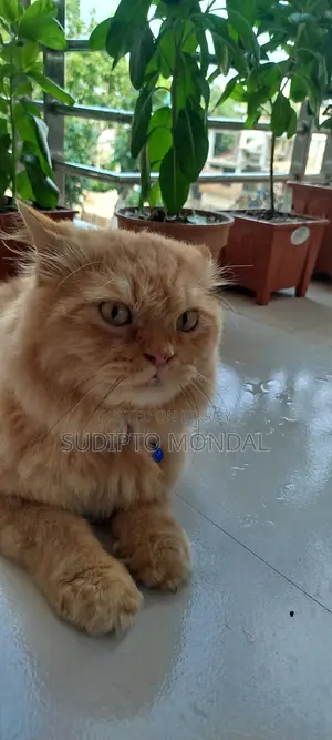 6-12 months Male Purebred Persian