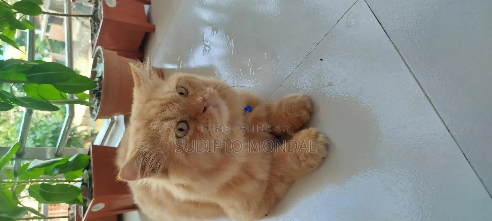 6-12 months Male Purebred Persian