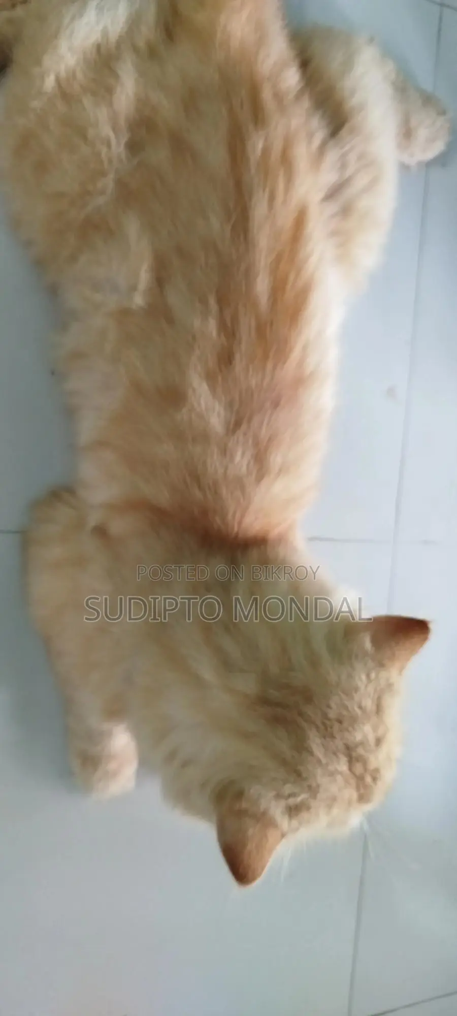 6-12 months Male Purebred Persian