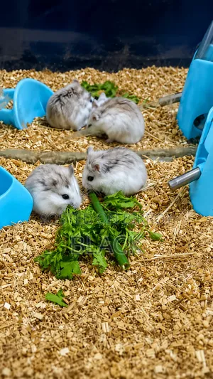 Roborovski Hamster Pair
