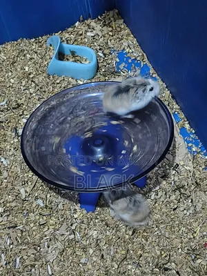 Roborovski Hamster Pair