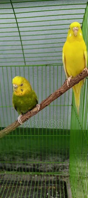 Full Set Bird