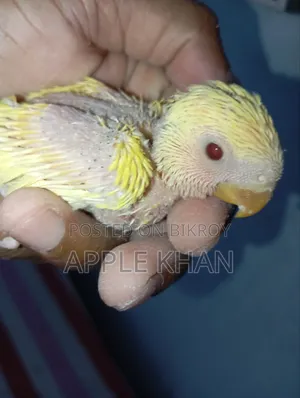 লাভ বার্ড।
