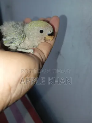 লাভ বার্ড।