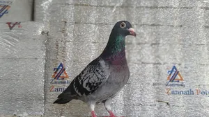 Pigeon / Birds