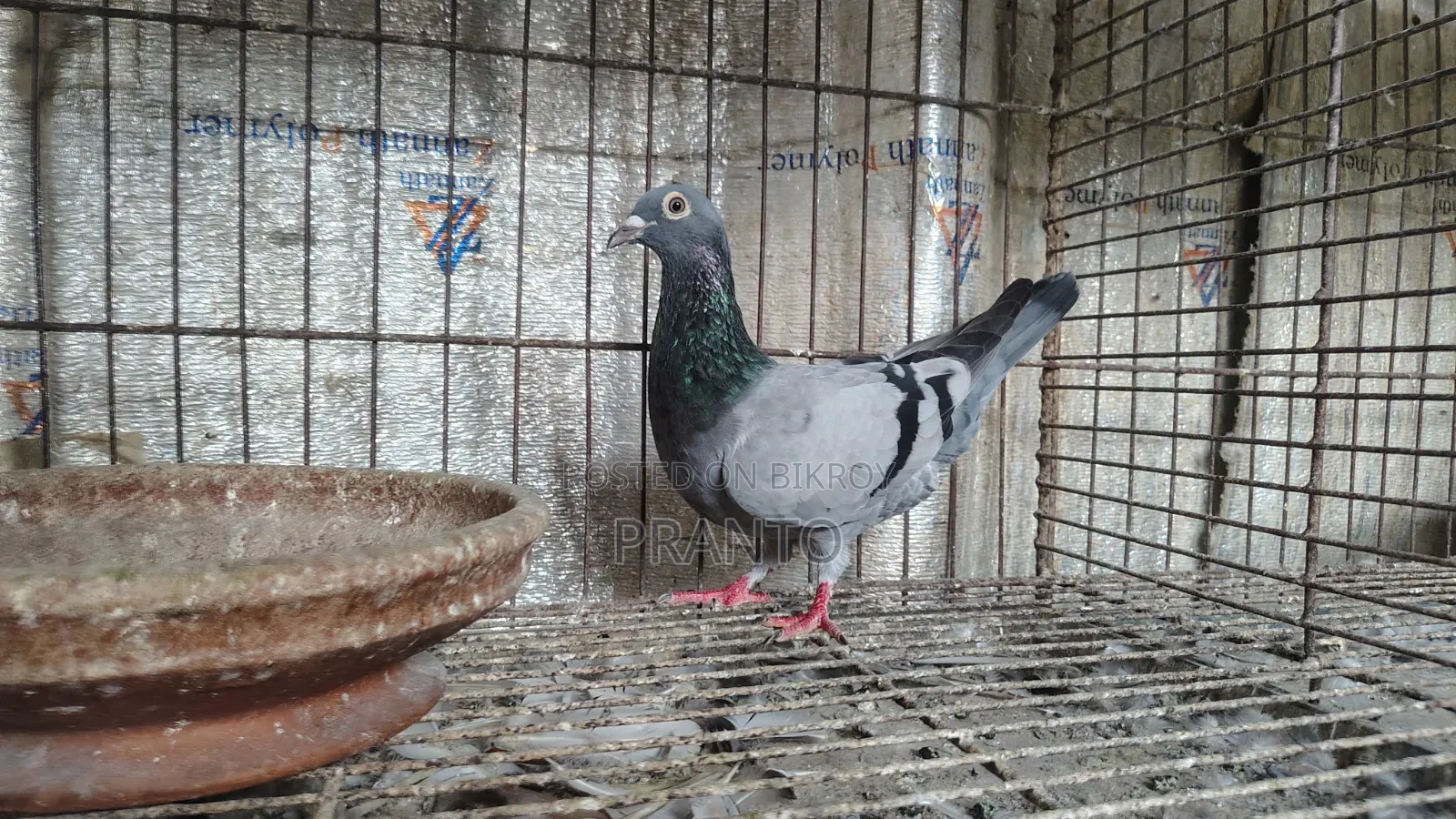 Pigeon / Birds