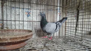 Pigeon / Birds