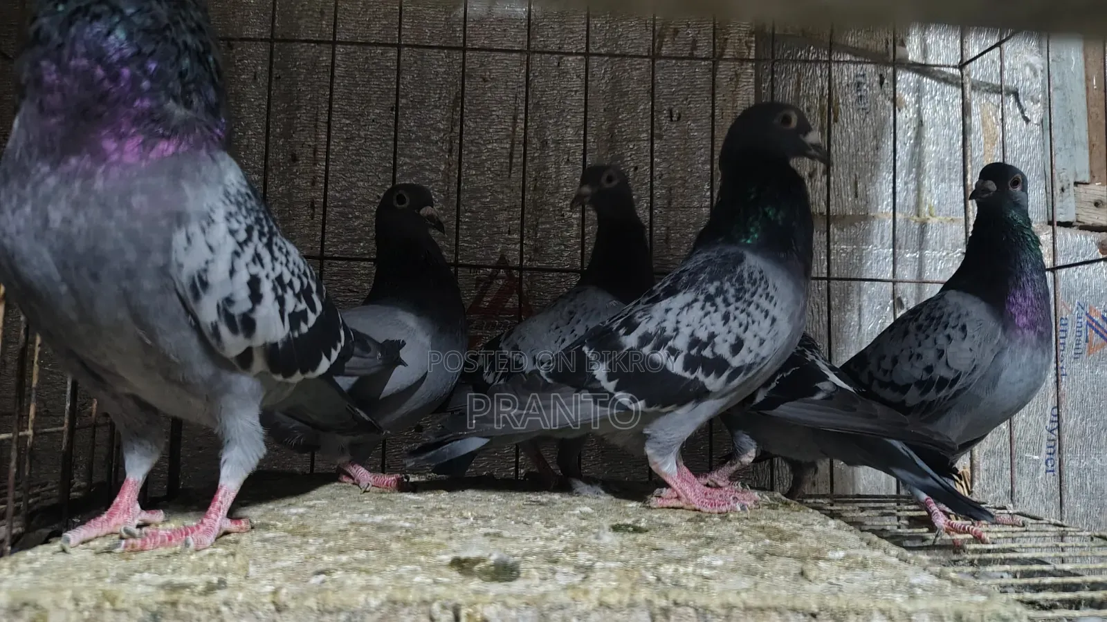 Pigeon / Birds