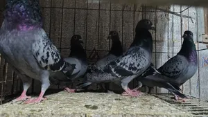 Pigeon / Birds