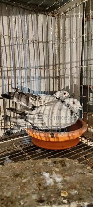 Pigeon / Birds