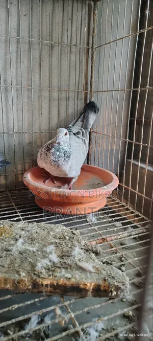 Pigeon / Birds