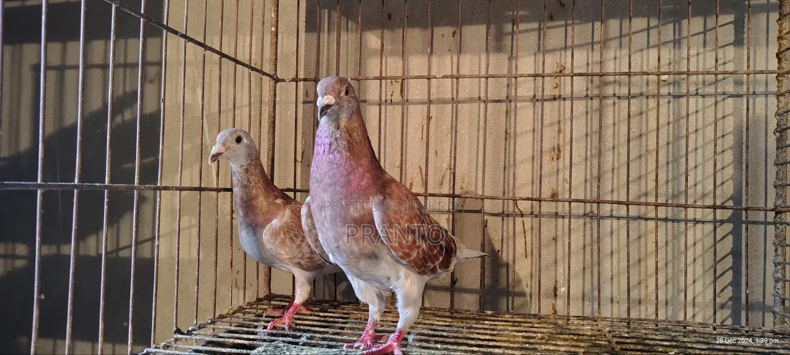 Pigeon / Birds