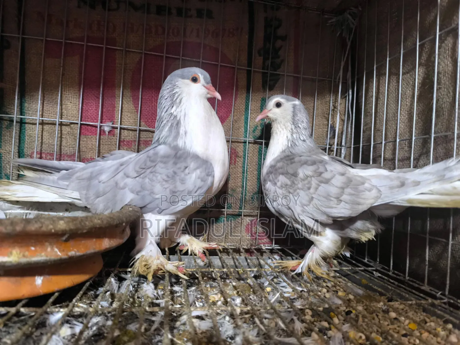 No one to look after them, so selling urgently