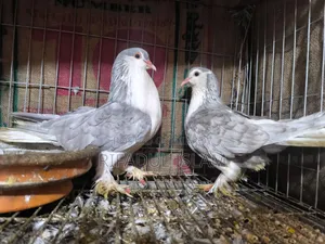 No one to look after them, so selling urgently