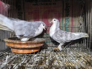 No one to look after them, so selling urgently