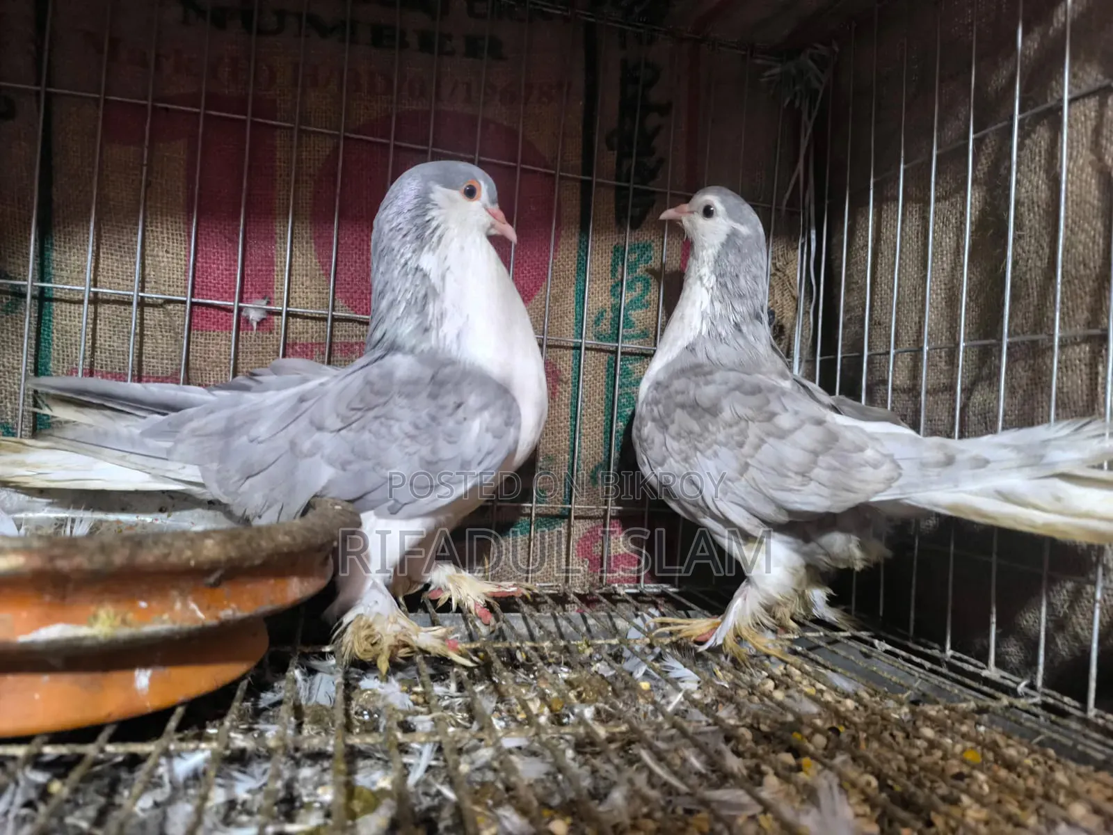 No one to look after them, so selling urgently