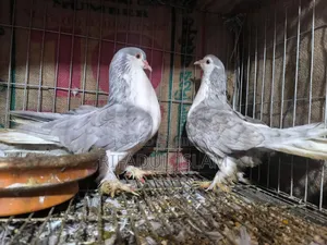 No one to look after them, so selling urgently