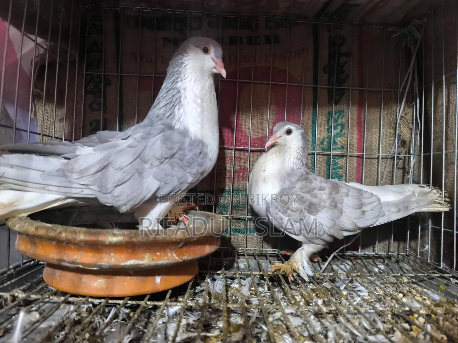 No one to look after them, so selling urgently