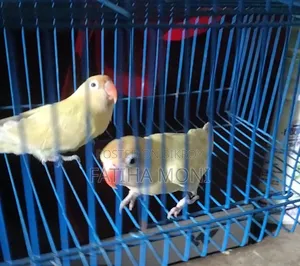 লাভ বার্ড পাখি