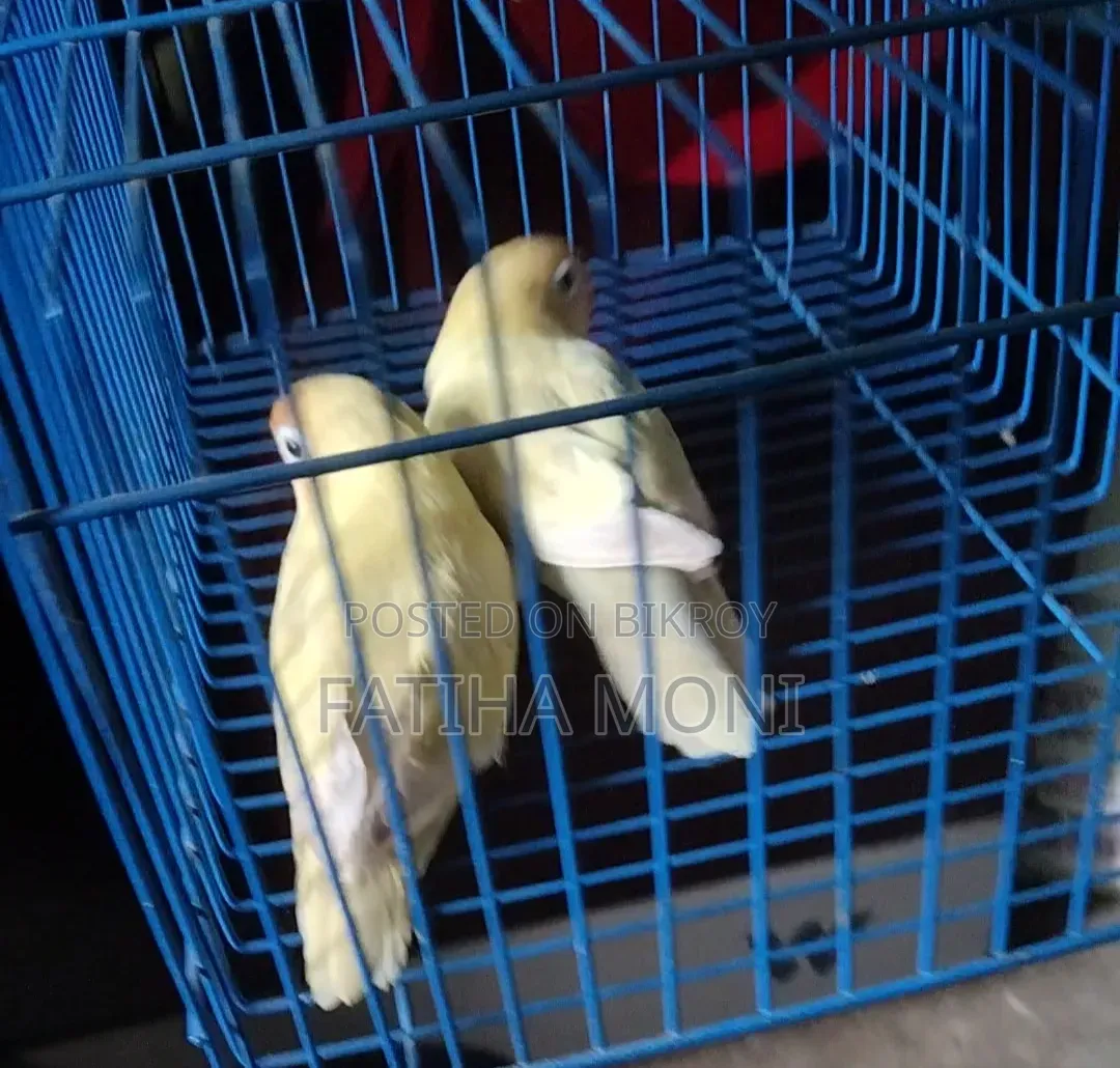 লাভ বার্ড পাখি