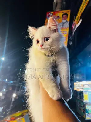 1-3 months Male Purebred Persian
