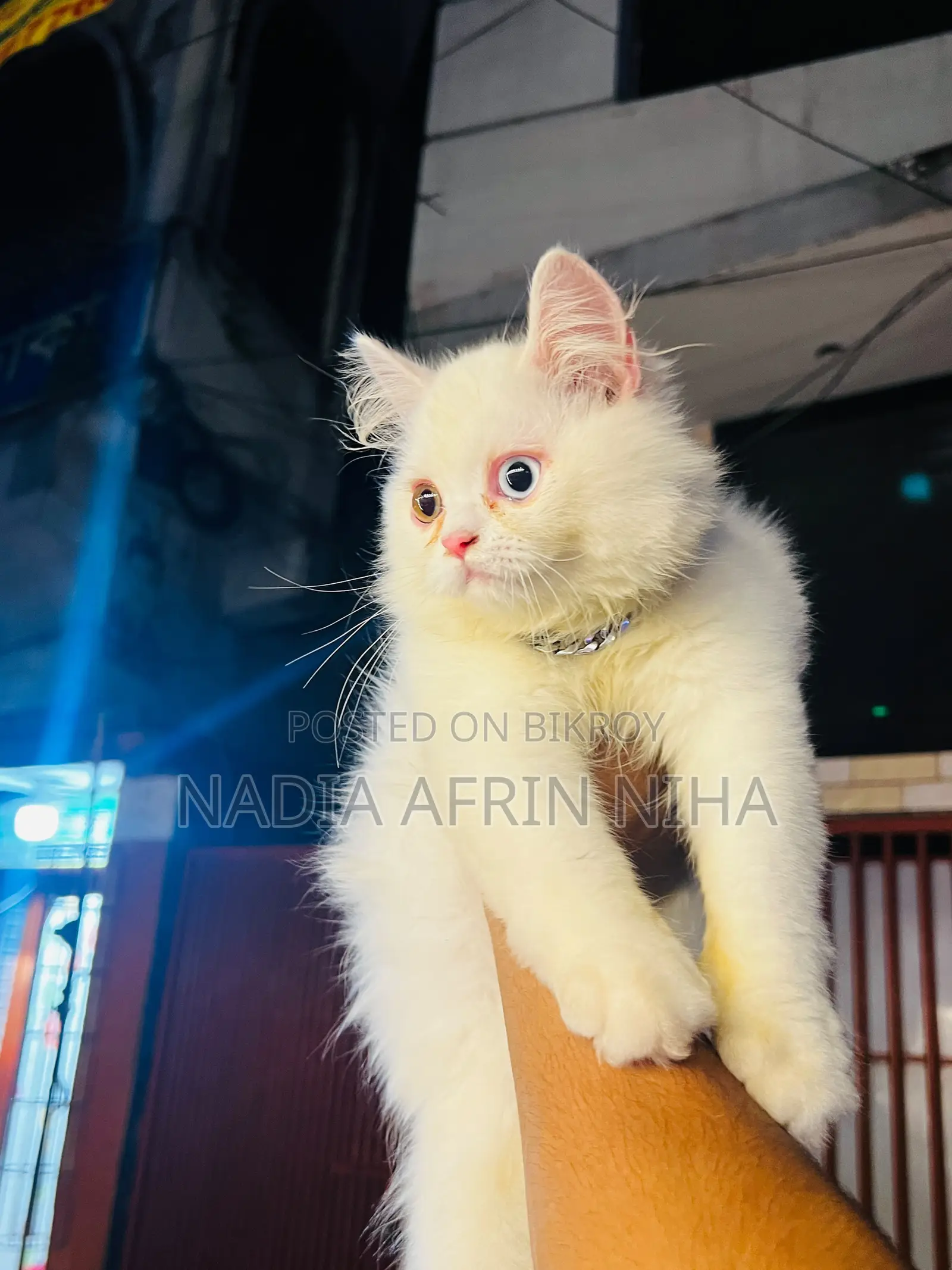 1-3 months Male Purebred Persian