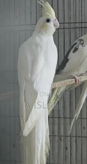 ককাটেল ক্লিয়ার পাইড সিএফ ইনো ক্লিয়ার পাইড