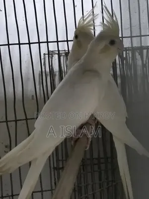 ককাটেল ক্লিয়ার পাইড সিএফ ইনো ক্লিয়ার পাইড