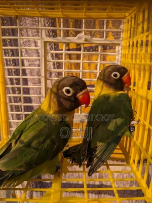 এখানে দুই জাতের পাখি আছে