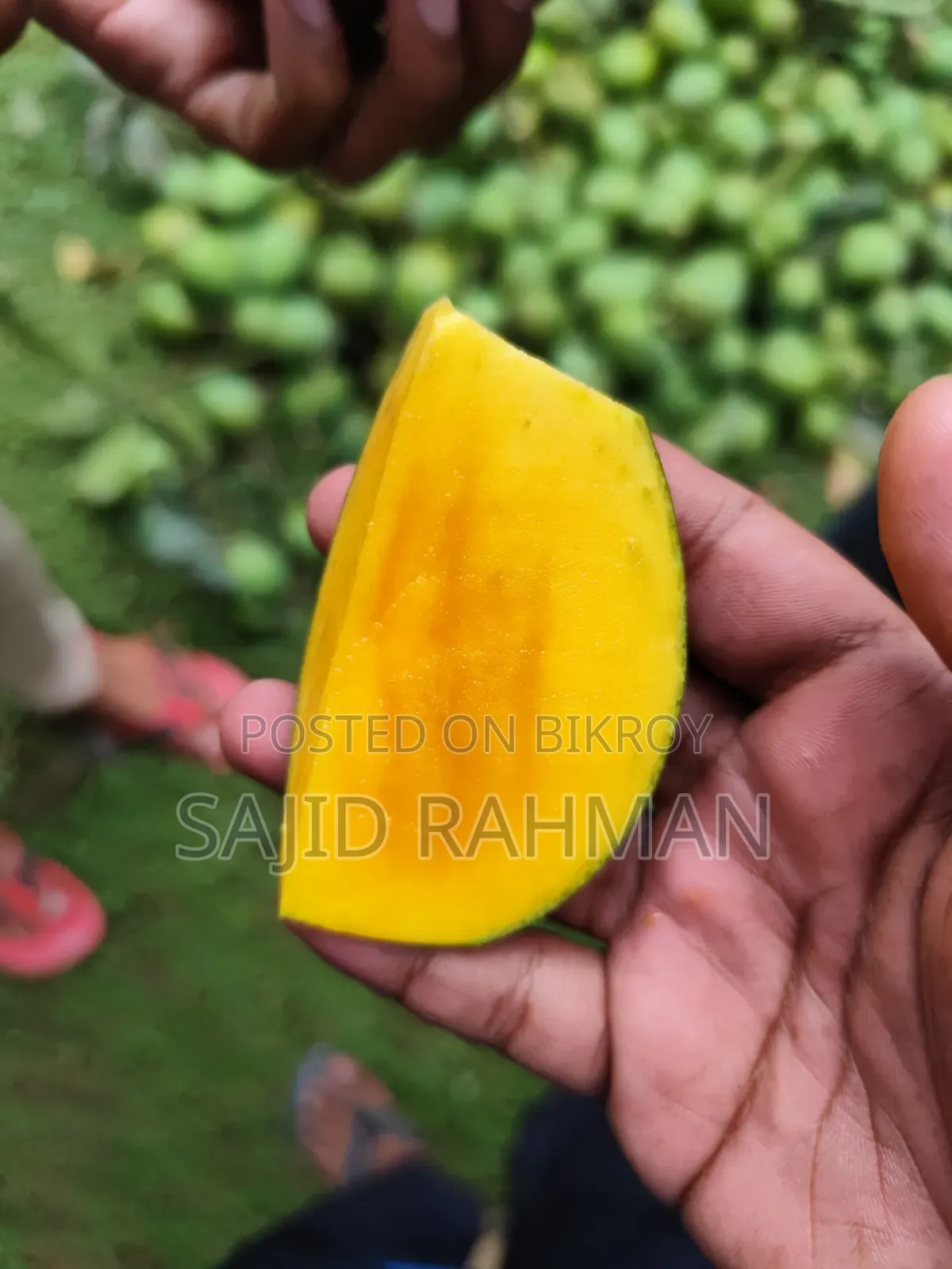 Haribhanga Mango