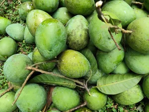 Haribhanga Mango