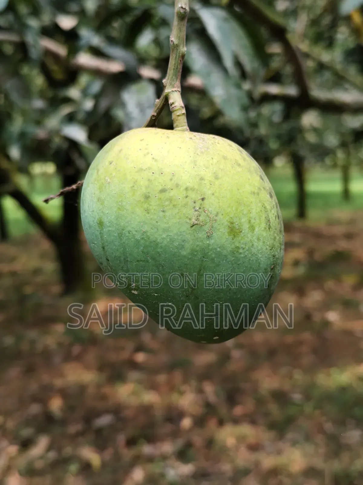 Haribhanga Mango