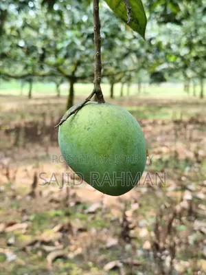Haribhanga Mango