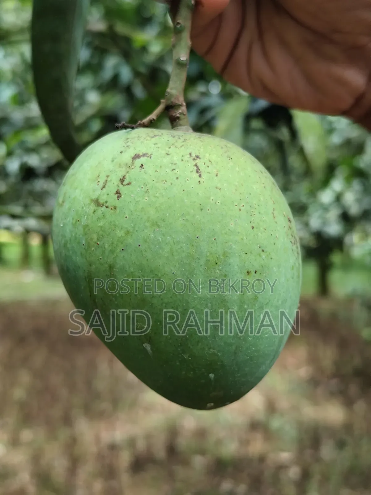 Haribhanga Mango