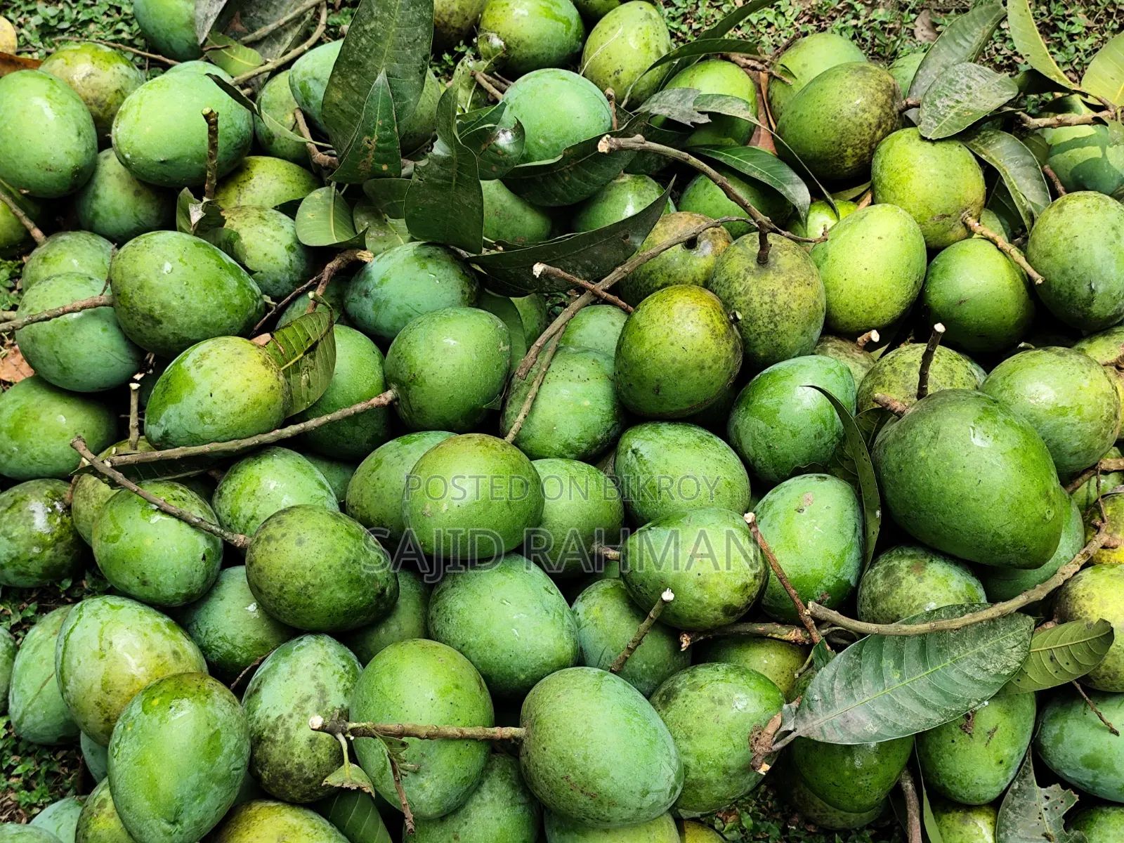 Haribhanga Mango