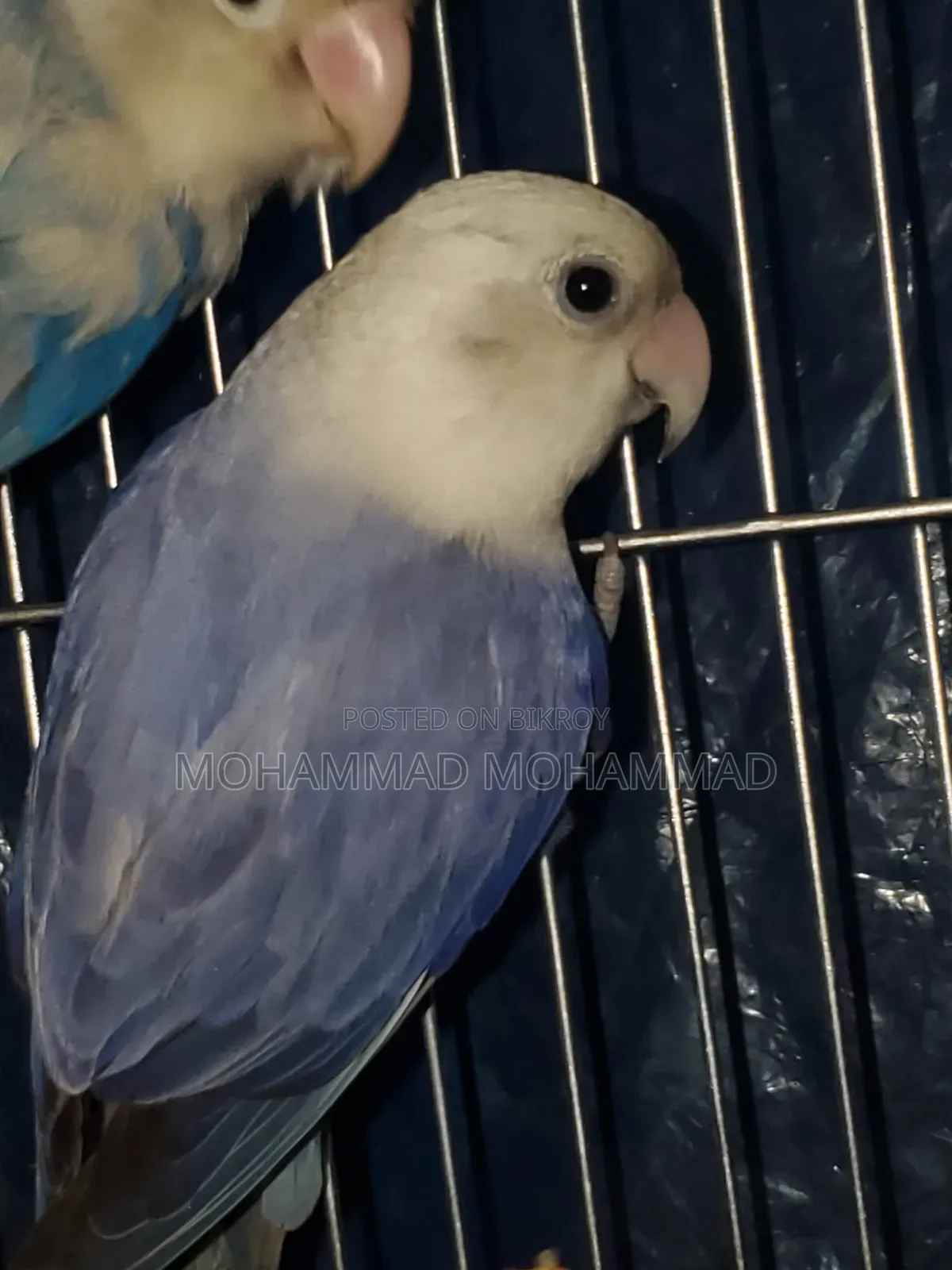 Love Bird Violet Opaline Running Female