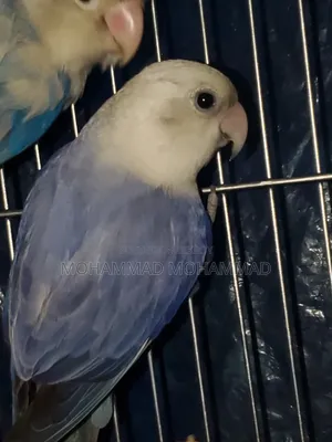 Love Bird Violet Opaline Running Female