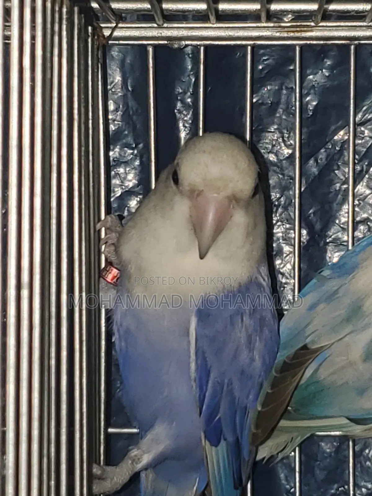 Love Bird Violet Opaline Running Female