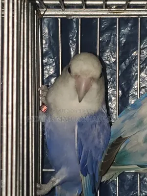 Love Bird Violet Opaline Running Female