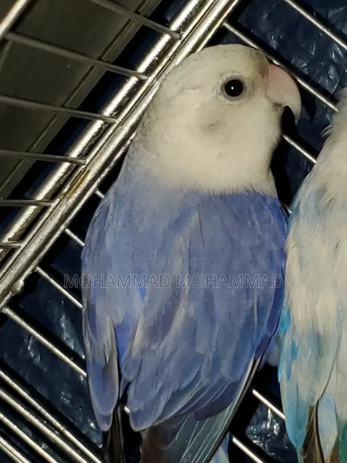 Love Bird Violet Opaline Running Female