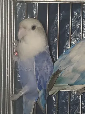Love Bird Violet Opaline Running Female