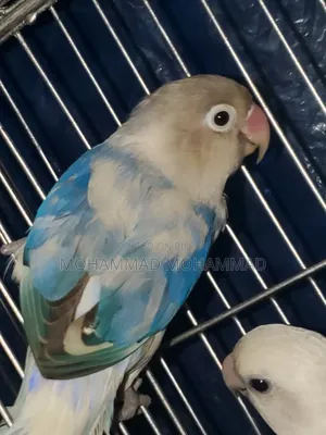 Love Bird Adult Male Violet Pide