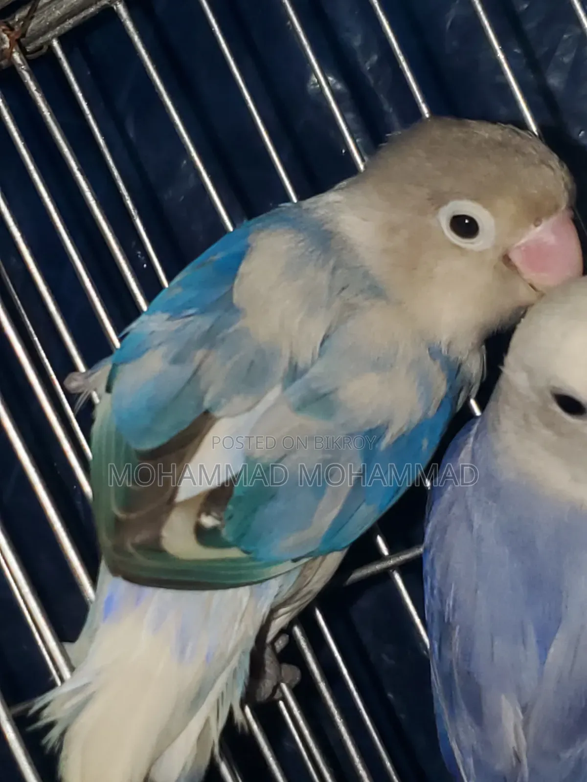 Love Bird Adult Male Violet Pide