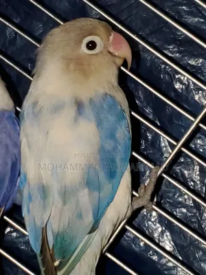 Love Bird Adult Male Violet Pide
