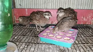 নর্দার্ন বব হোয়াইট কোয়েল